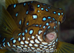 Yellow boxfish (female) taken at Sharksbay with E300 and ... by Nikki Van Veelen 